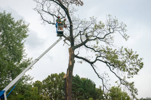 Best Tree Removal Contractors  in USA